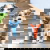 Hurtta Venture No-Pull Hundsele Blå