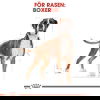 Royal Canin Boxer Adult torrfoder för hund