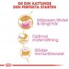 Royal Canin Persian Kitten