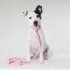 Tyylivoitto Classy Hundhalsband för Små Hundar Rosa