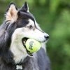 KONG AirDog Squeaker Tennisbollar 3-pack