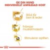 Royal Canin Breed Dachshund 12x85g