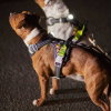 Hurtta Weekend Warrior Neon II Hundsele Svart