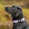 Max&Molly Smart ID Hundhalsband Matrix 2.0 Lila