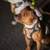 Hurtta Weekend Warrior Neon II Hundsele Svart