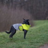 51 Degrees North Hundjacka med Reflex Gul