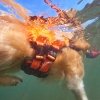 Non-Stop Dogwear Protector Flytväst till Hund Orange & Svart