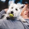 KONG AirDog Squeaker Tennisbollar 3-pack