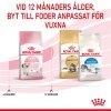 Royal Canin Kitten