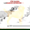 Royal Canin Labrador Retriever Adult torrfoder för hund