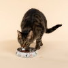 Moomin for Pets Kattsk&aring;l Vit 15,5 cm