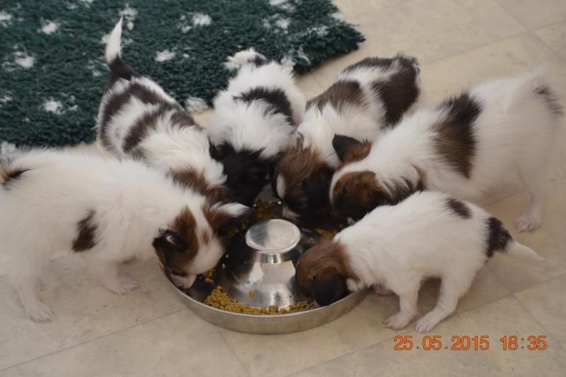 00/har-smaskar-valparna-i-sig-rc-mother-babydog-starter-00.jpg