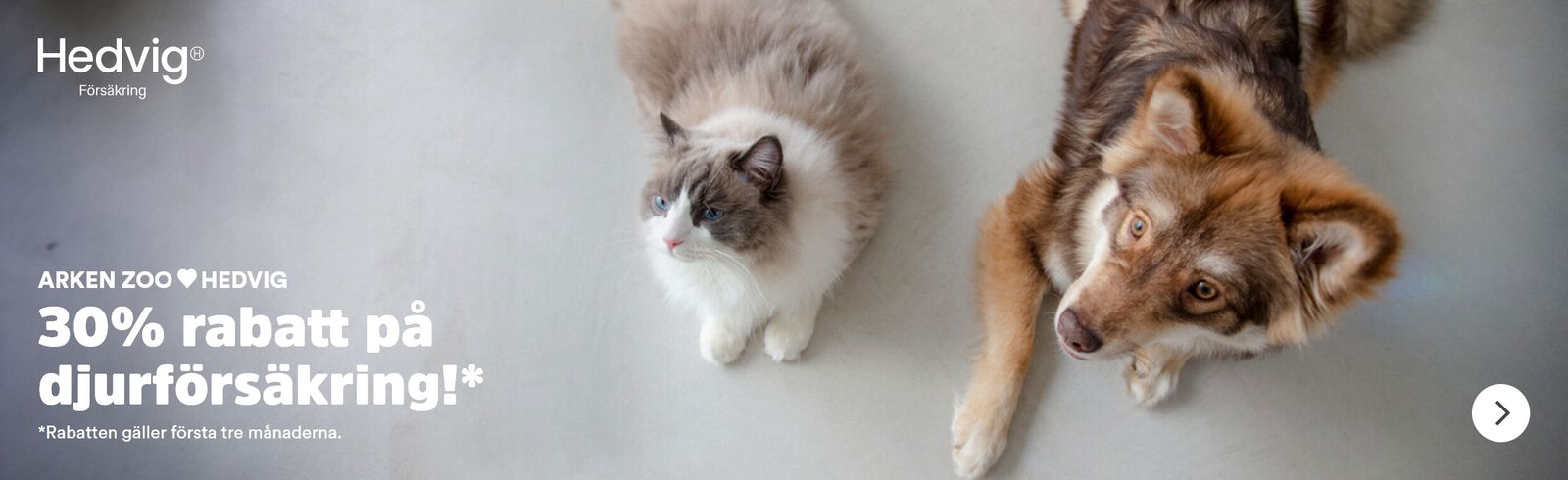 Arken Zoo Katt Hedvig försäkring