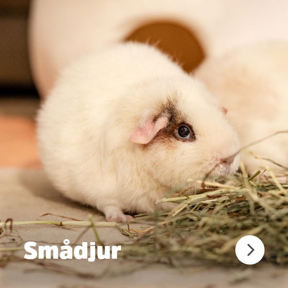 Till Kategorin Sm&aring;djur