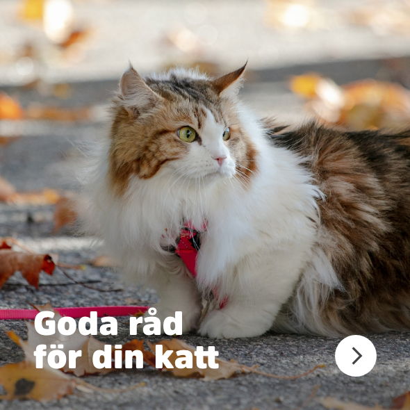 Arken Zoo Katt Navigation Goda råd