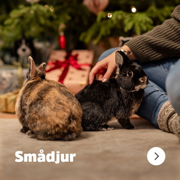 Till Kategorin Smådjur