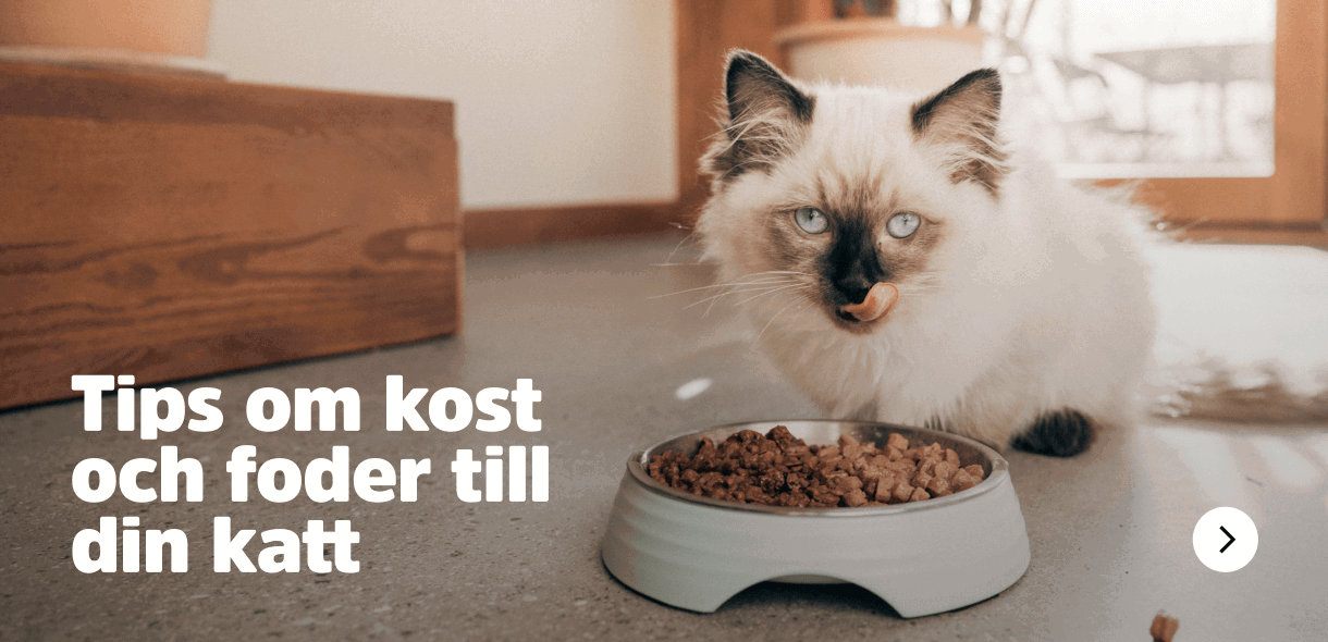 Arken Zoo Rätt foder för ditt husdjur Tips om kost och foder till din hund