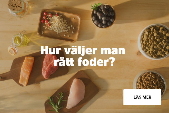 R&auml;tt foder f&ouml;r kattungar