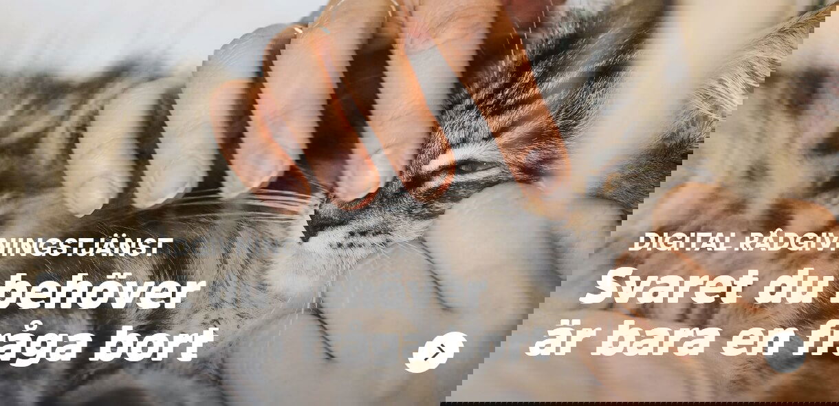 Arken Zoo Katt Book an expert