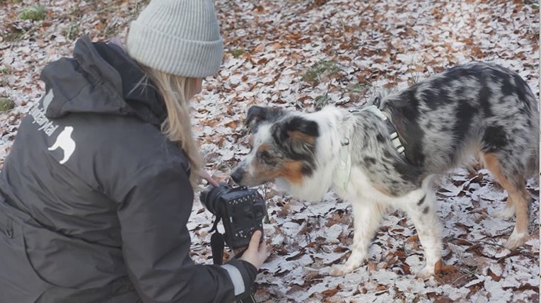 Fotoskola hund