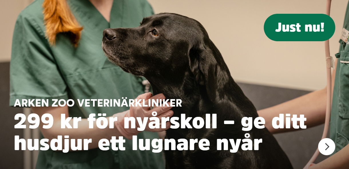 299 kr för en nyårskontroll på Arken Zoo Veterinärkliniker 1-30/11 2025 Läs mer