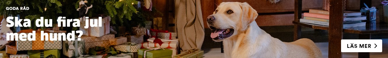 Goda råd Hund