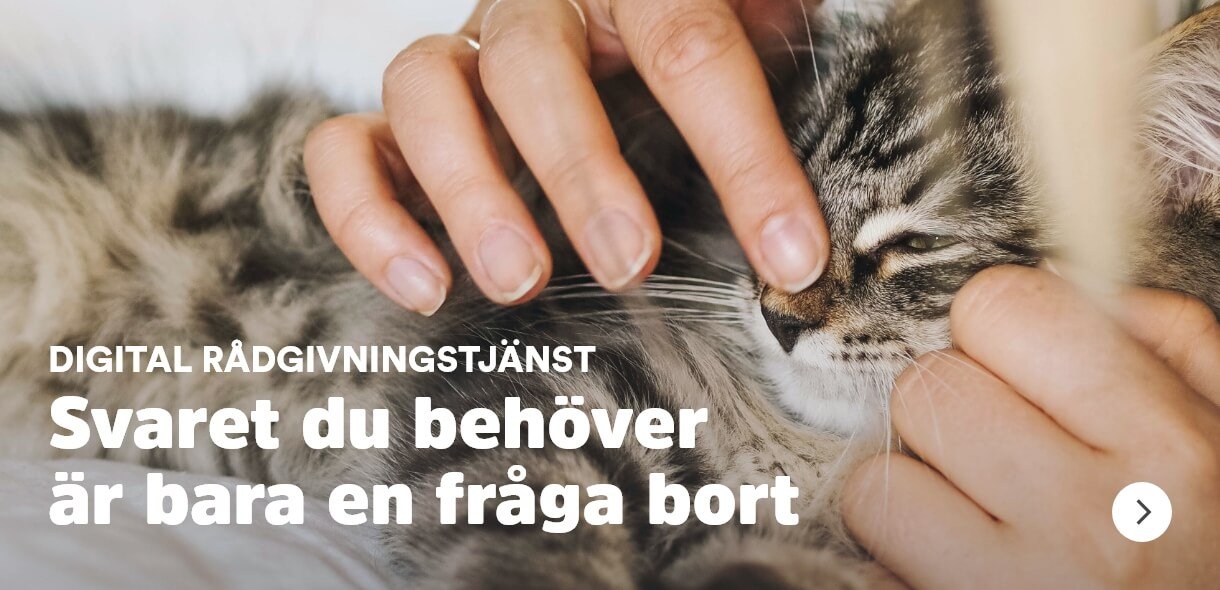 Arken Zoo Hund Book an expert