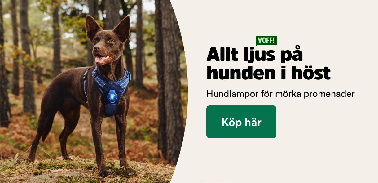 Allt ljus p&aring; hunden i h&ouml;st med hundlampor f&ouml;r m&ouml;rka promenader - visa produkter