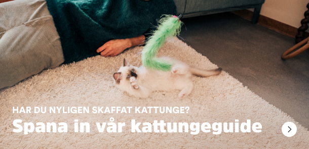 Har du nyligen skaffat kattunge? Spana in v&aring;r kattungeguide!