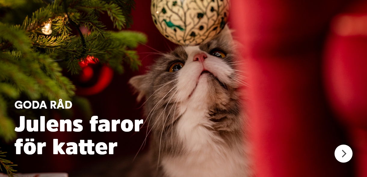 Julens faror för katt Goda råd