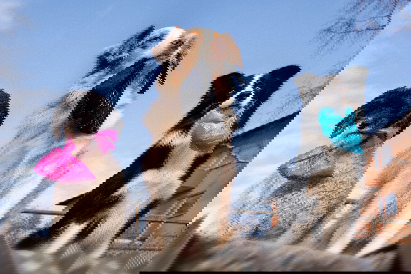 Foto p&aring; tre s&ouml;ta hundar som b&auml;r p&aring; f&auml;rgglada bajsp&aring;sar