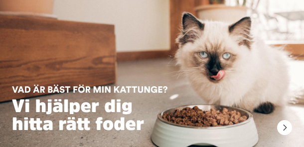 Vad &auml;r b&auml;st f&ouml;r min kattunge? Vi hj&auml;lper dig hitta r&auml;tt foder