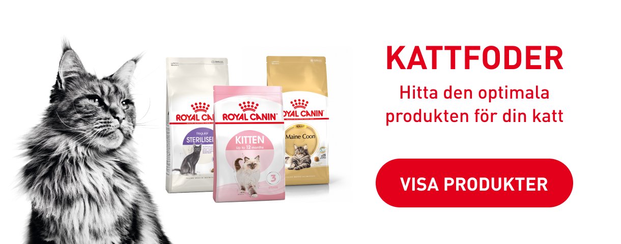 Arken Zoo Royal Canin Katt
