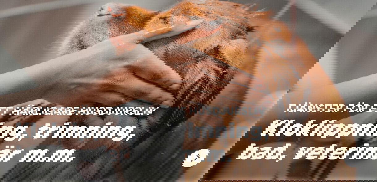 Arken Zoo Djurhälsa Tjänster