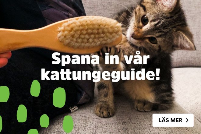 Arken Zoo Kattungeguide