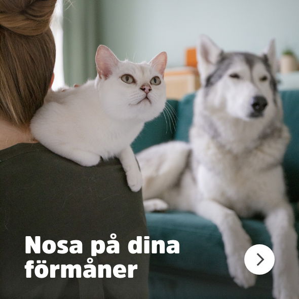 Nosa på dina förmåner - läs mer om Arken Zoo Kundklubb, visas på Arken Zoo Start Navigation