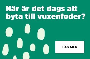 Byta till vuxenfoder