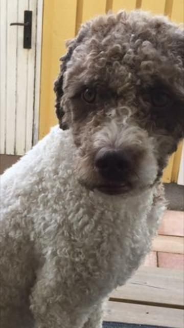 89/rocky-lagotto-2-ar-89.jpg