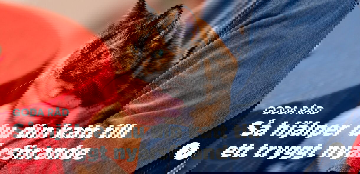 Arken Zoo Gott nytt år Goda råd katt