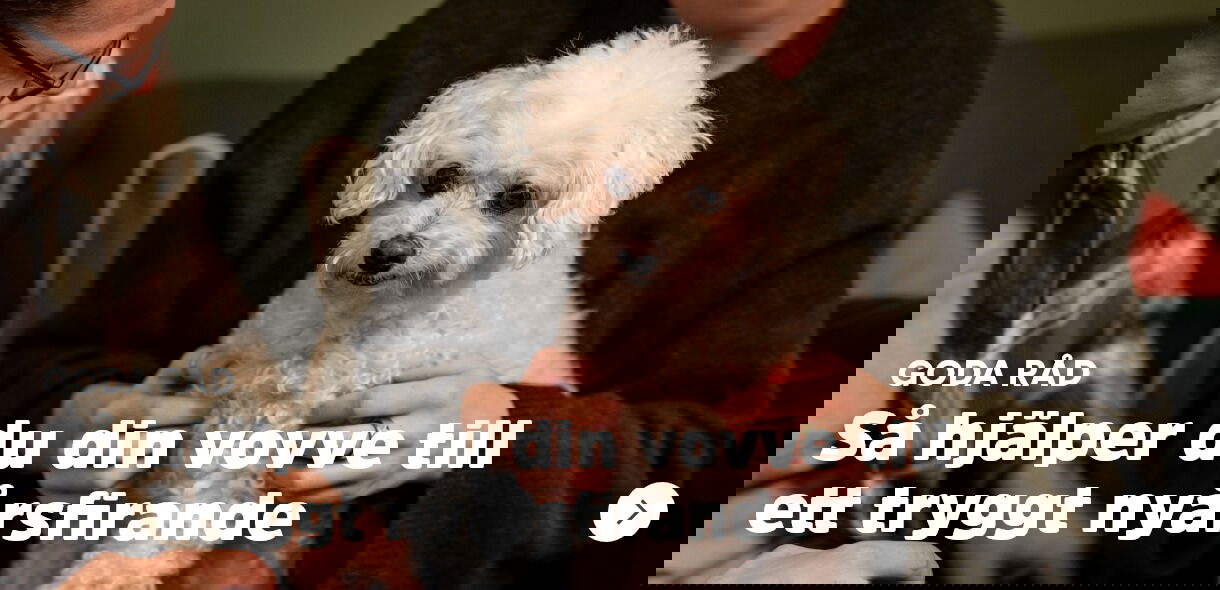 Arken Zoo Gott nytt år Goda råd hund