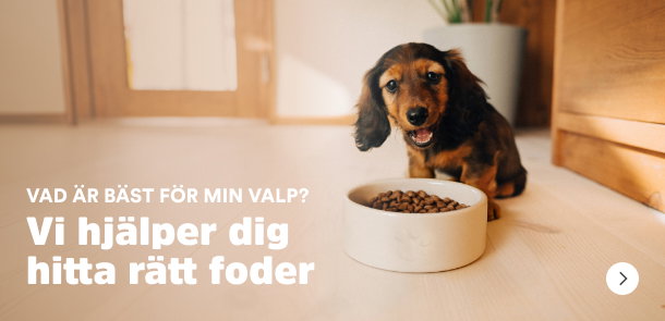 Vad &auml;r b&auml;st f&ouml;r min valp? Vi hj&auml;lper dig hitta r&auml;tt foder