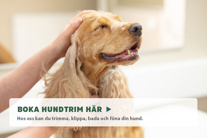 Boka hundtrim online!