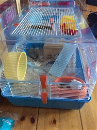 slave Viewer kærtegn Hamsterbur Mini Duna Fun | Hamster / Hamsterburar
