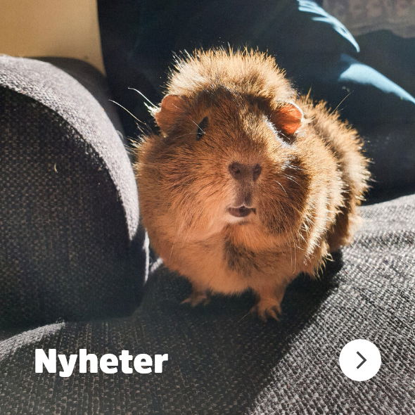 Arken Zoo Nyheter smådjur