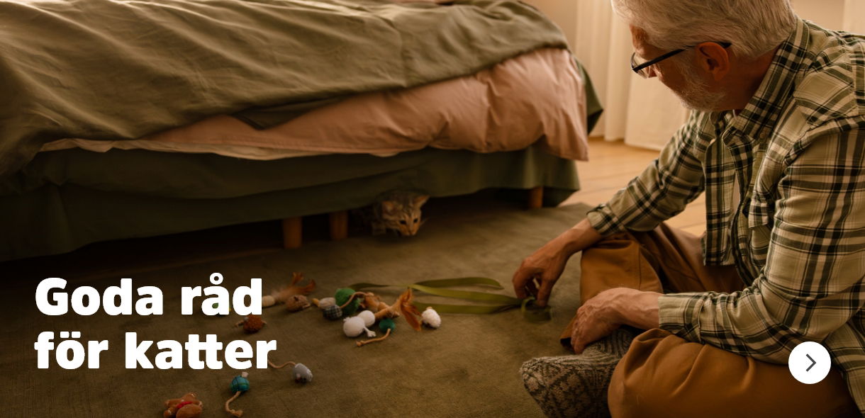 Goda råd för katter