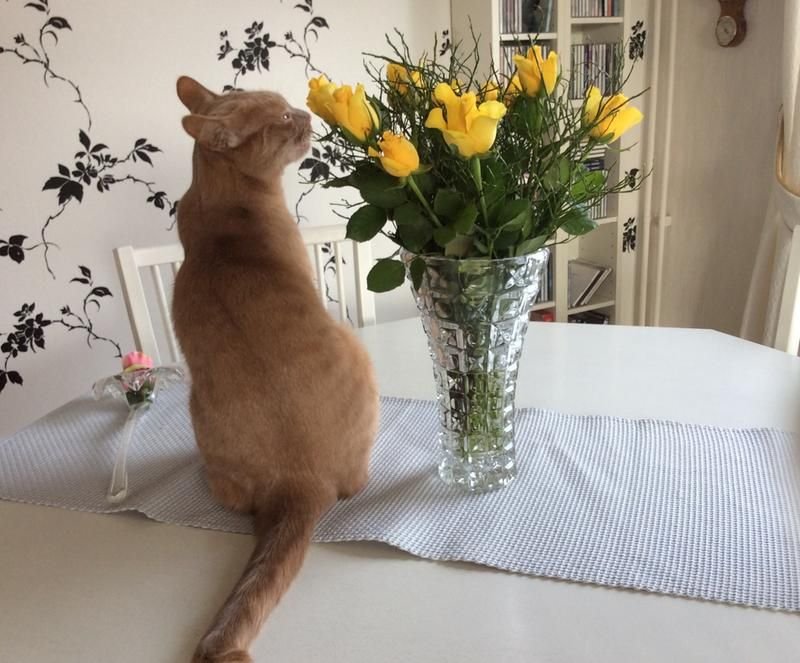 a4/alskar-mina-blommor-a4.jpg