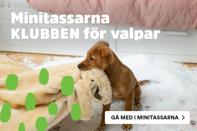 Arken Zoo Minitassarna Valp G&aring; med