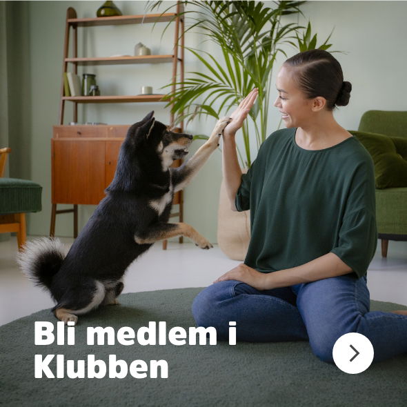 Arken Zoo Katt Navigation Kundklubb