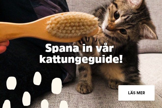 Arken Zoo Kattungeguide