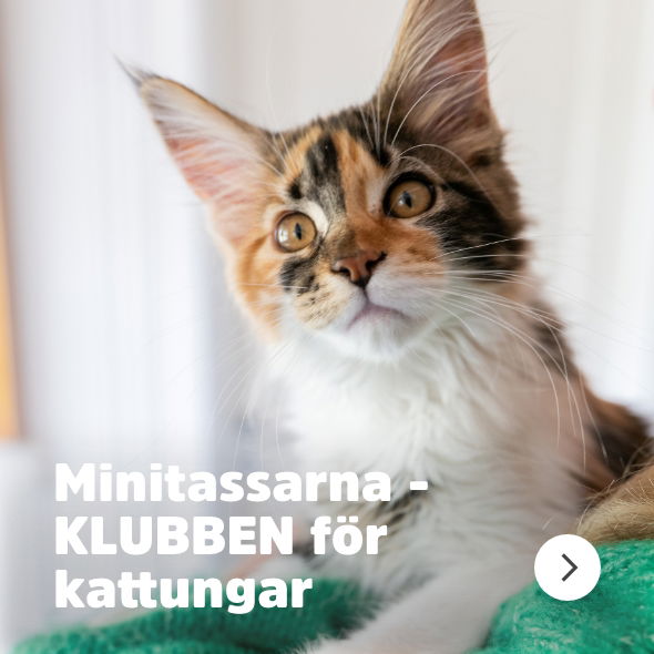 Arken Zoo Minitassarna Kattunge